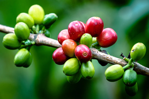 Brewing Green The Eco Impact of Coffee  Tea Choices