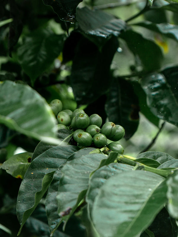 Sustainable Coffee Production A Guide for Conscious Consumers