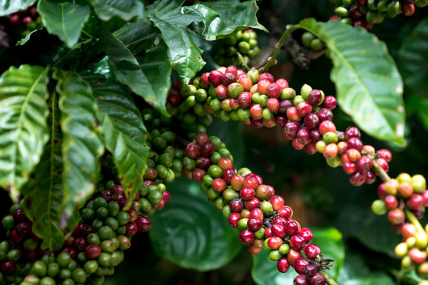 Exploring Unique African Coffee Varieties