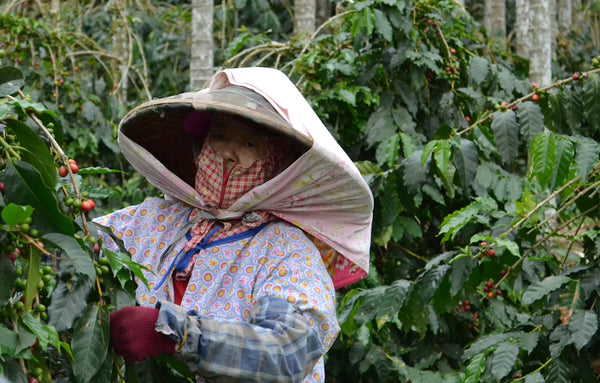 Brewing Goodness Sustainable Coffee Practices Today