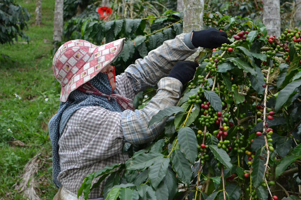 Sustainable Sourcing The Bright Future of Coffee